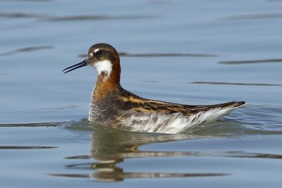 5/14/2012  Phalarope