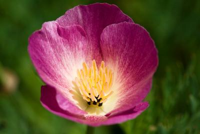 Eschscholzia californica 'Mixed Colors'