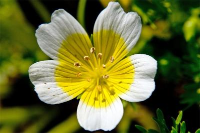 Limnanthes douglasii