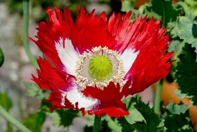 Papaver somniferum 'Danebrog'