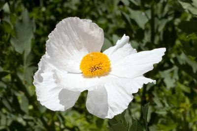 Romneya coulteri