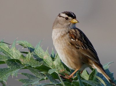 White Crowned Sparrow