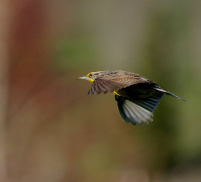 Western Meadowlark in Flight