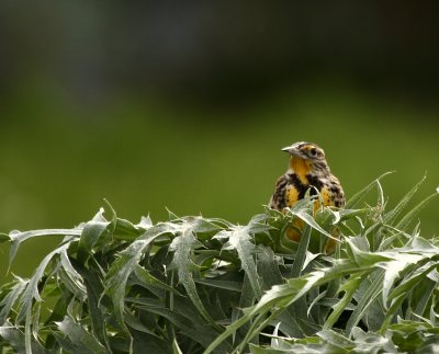 Western Meadowlark on Thistle Brush