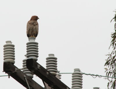 Red-Shouldered Hawk (juvenile)