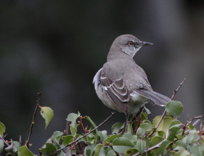 Northern Mockingbird