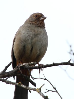 California Towhee