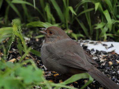 California Towhee