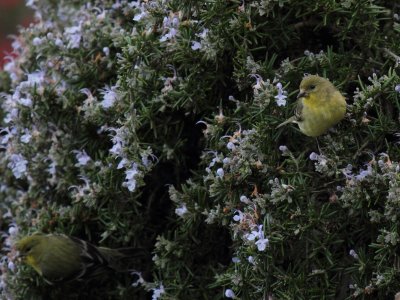 Female Lesser Goldfinch