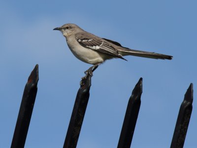 mockingbird