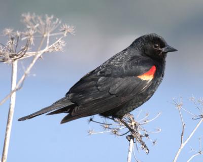 Red-winged Blackbird