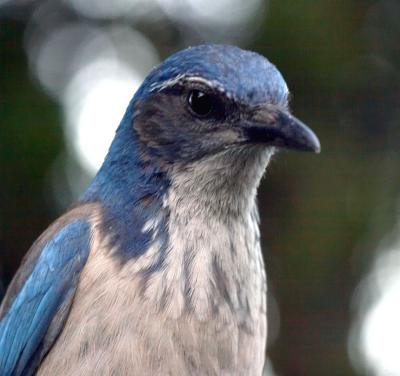 Western Scrub-Jay