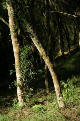 LK15.jpg