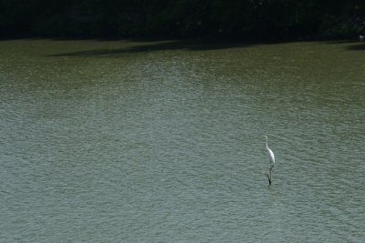 LK68.jpg