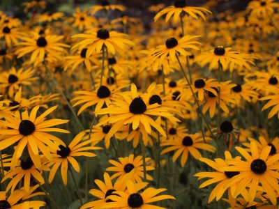 Coneflower