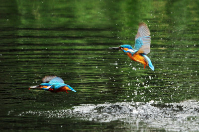 Kingfisher.jpg