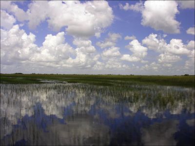 Everglades Florida.
