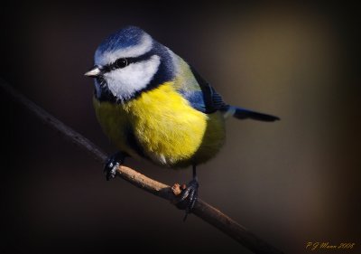 Blue Tit, Barnwell Country Park, Oundle. UK