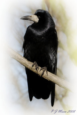 Rook. Barnwell. Country Park. Oundle. UK