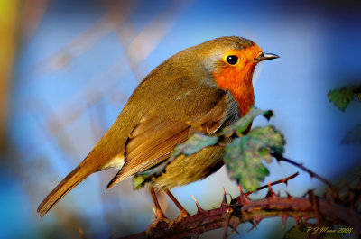 Robin. Barnwell Country Park. Oundle. UK