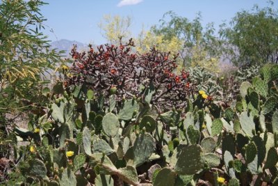 Saguaro National Park