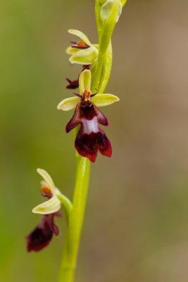Ophrys insectifera-0466rd.jpg