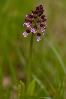 Orchis pupurea-0438rd.jpg