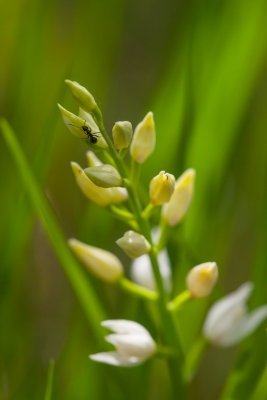 Cephalanthera-0386rd.jpg