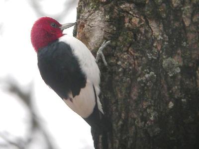 g4/16/578616/3/52275604.52275604.rhwpecker1.jpg