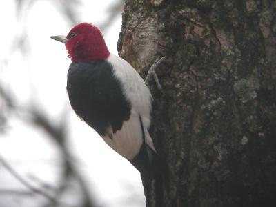 Red-Headed Woodpecker