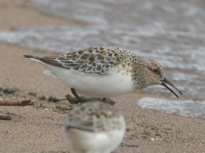 Sanderlings