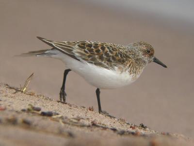 Sanderling
