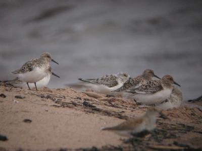 Park Point Shorebirds