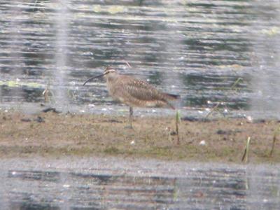 Whimbrel