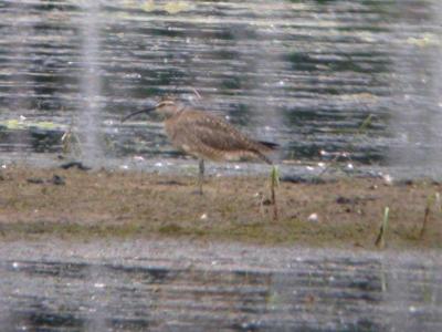 Whimbrel