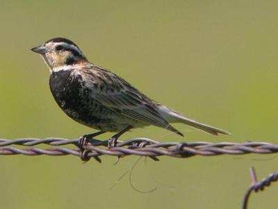 g4/16/578616/3/61322891.1longspur.jpg