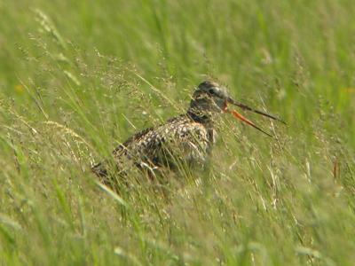 Felton Prairie June 2006