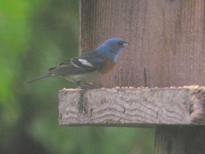 Lazuli Bunting