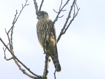 Merlin