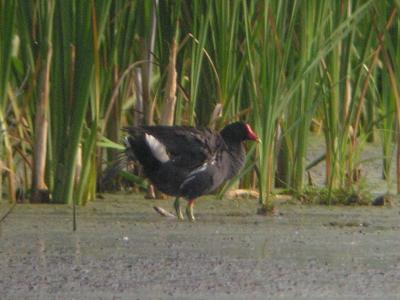Common Moorhen