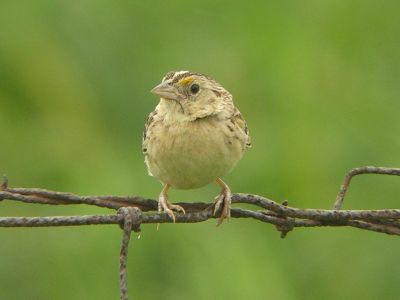 Grasshopper Sparrow