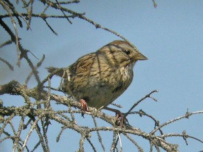 July 21-23 Birding Weekend