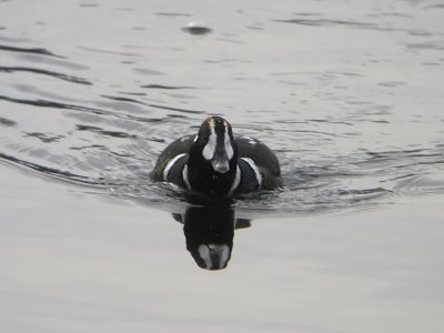 Wisconsin Birds