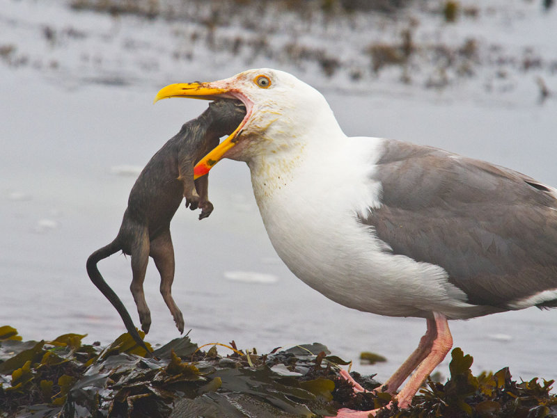 Seagull eating squirrel 1 _MG_0213.jpg