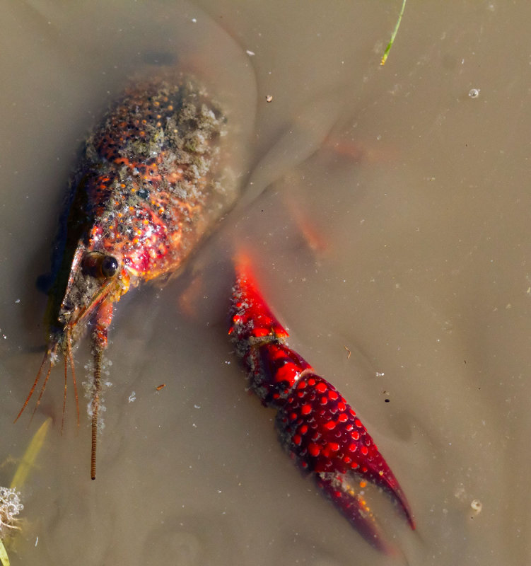 The red claw  _MG_2758.jpg