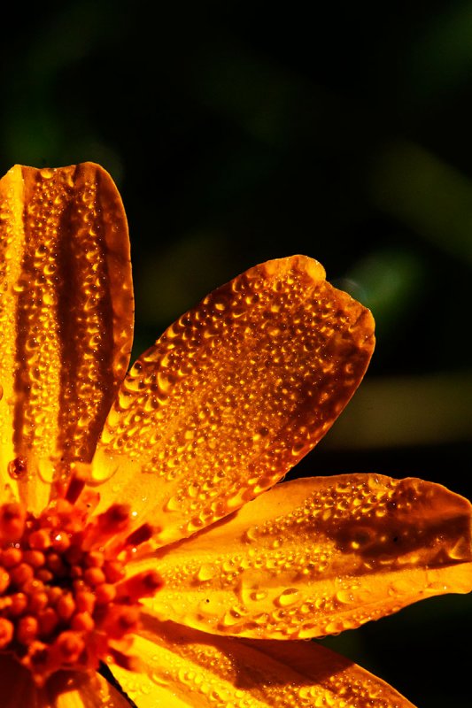 water drops on a flower  _MG_0397.jpg