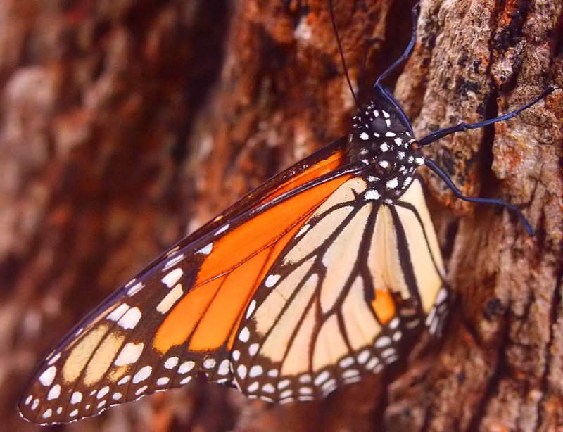 ex monarch side butterfly mod1.jpg