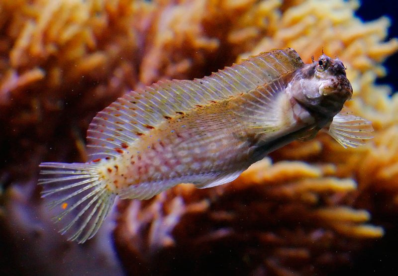 Odd looking fish.jpg