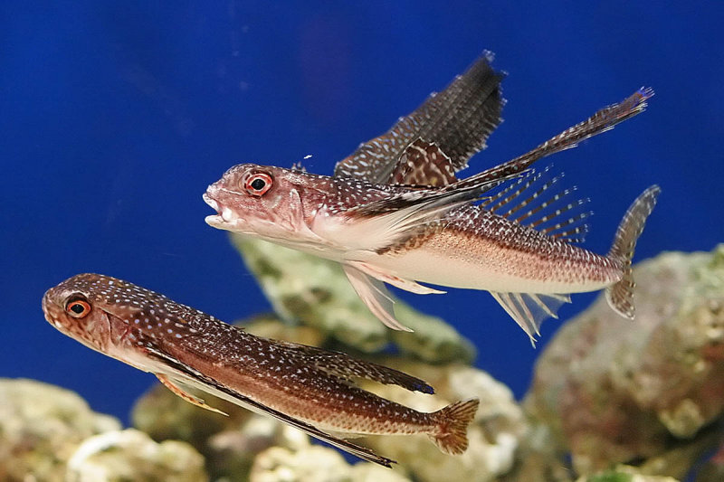 Flying fish.jpg