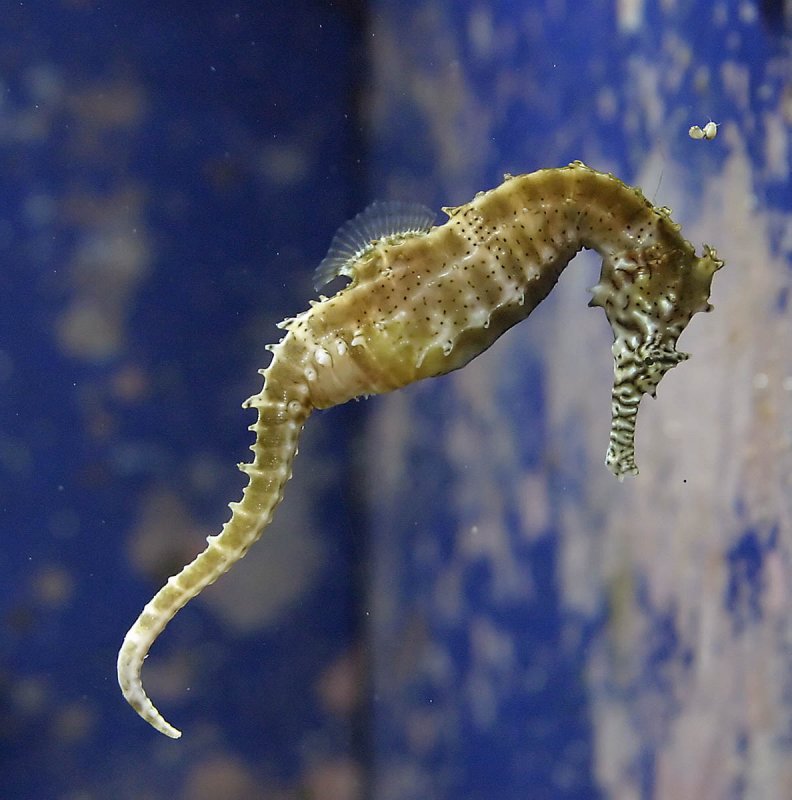 Sea Horse 2653.jpg